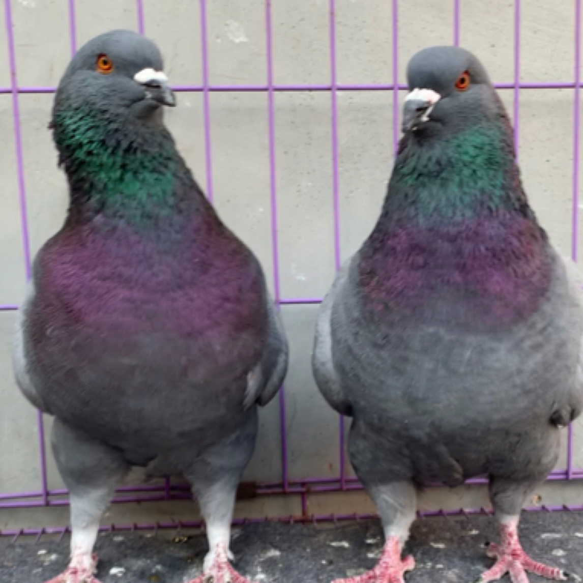 元宝鸽，观赏鸽，鸽子用品店鸽子草窝店