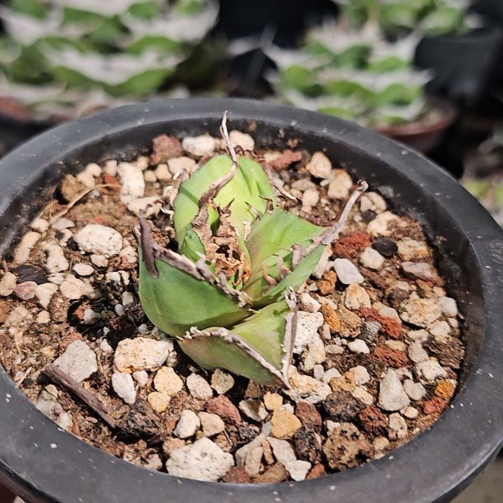 毒液  有根苗       