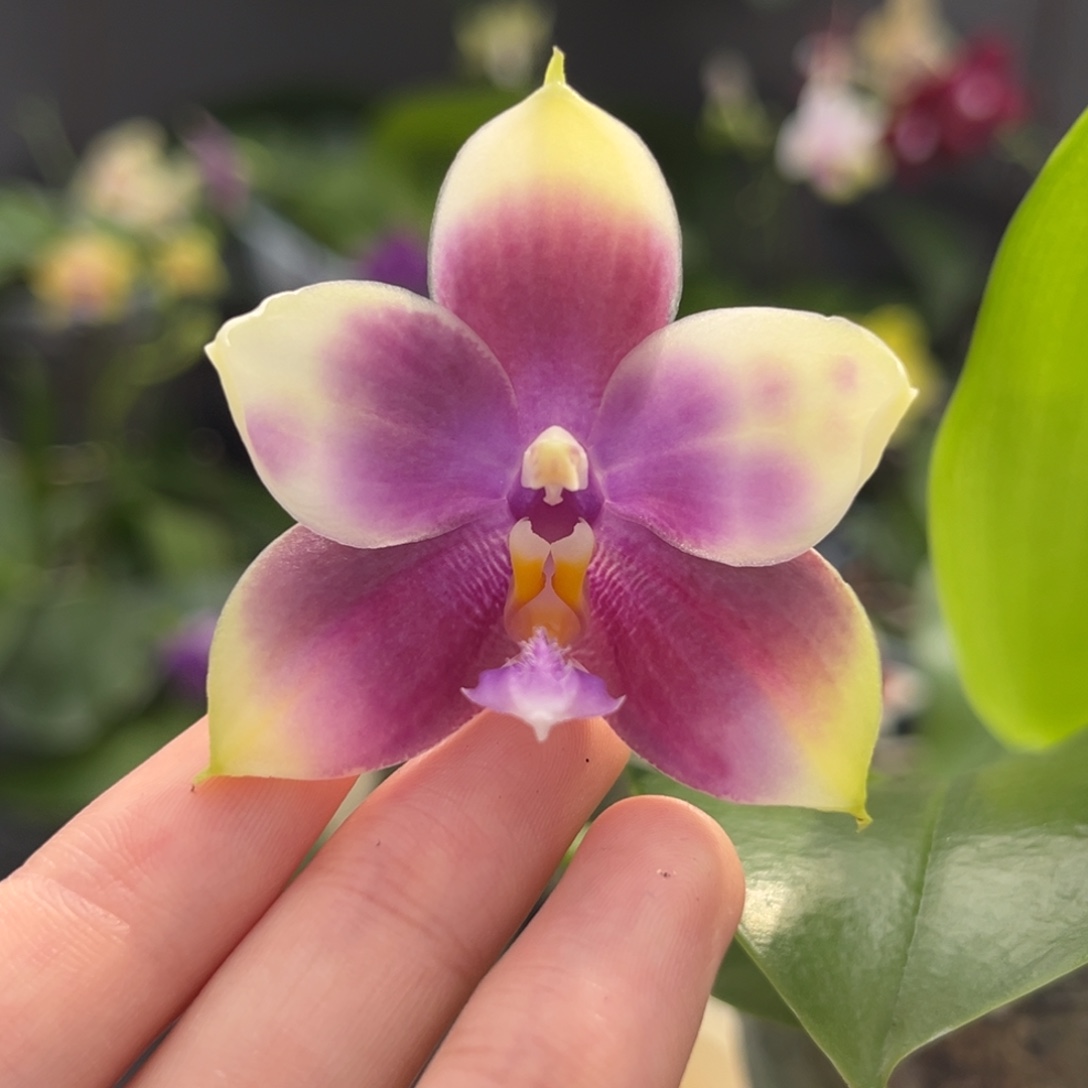 完全开放2.5寸yc77开花株