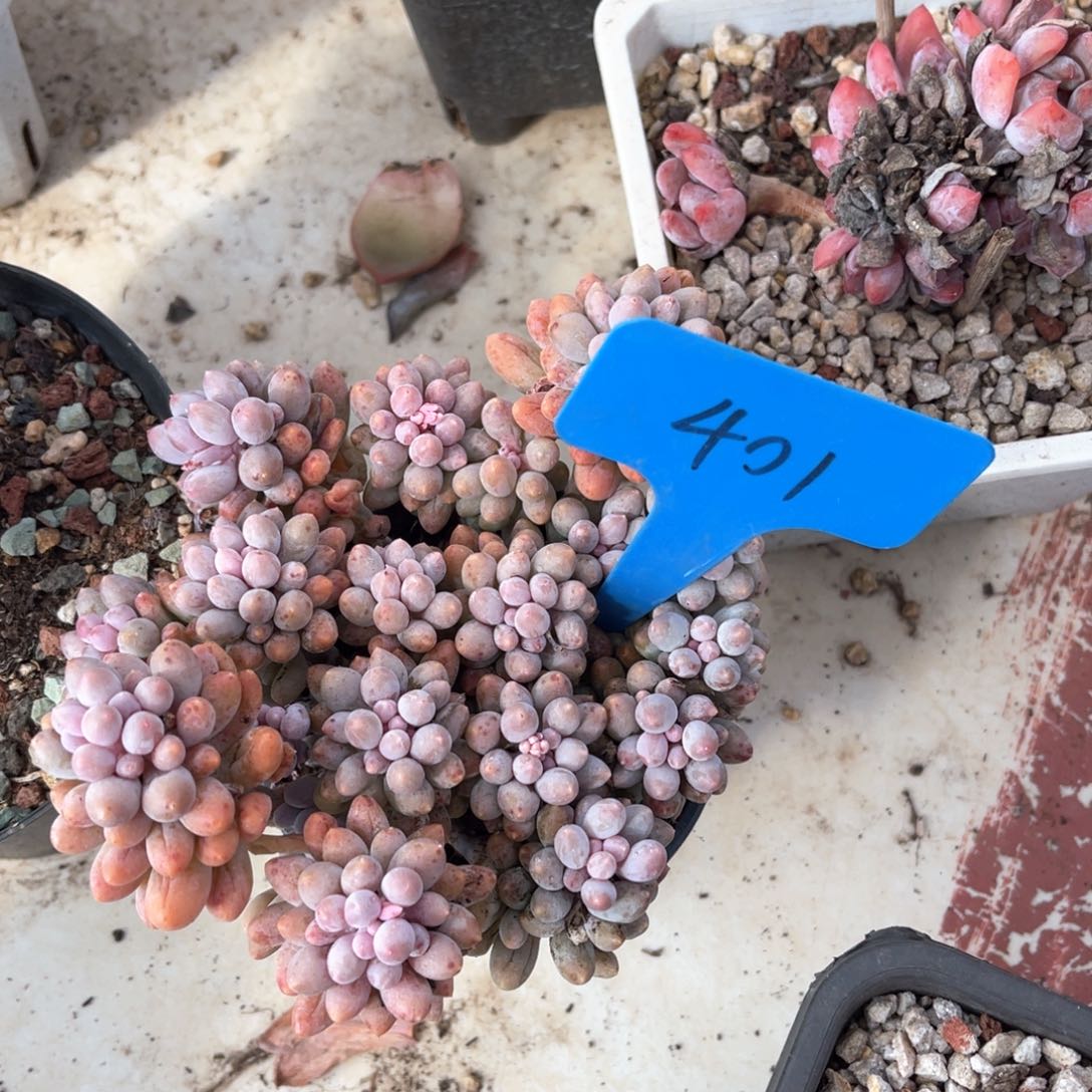 小*狼401宝宝手指多肉