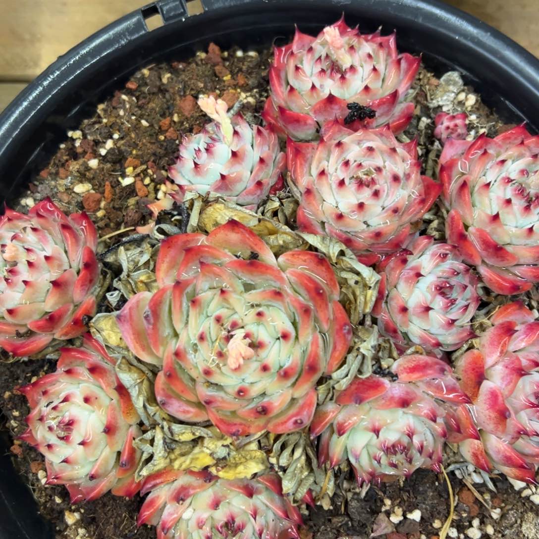 吉娃娃，九块九包邮哦