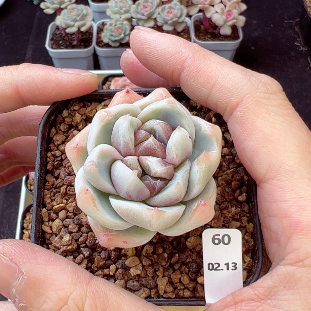 白泽60、哈哈哈哈