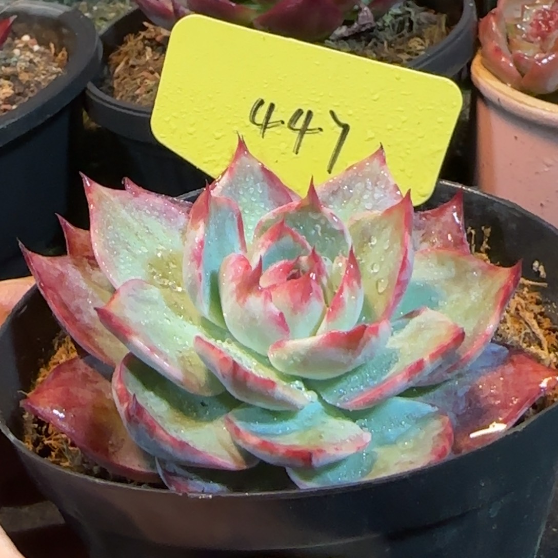 惊鸿一物一拍包装收缩花旱447