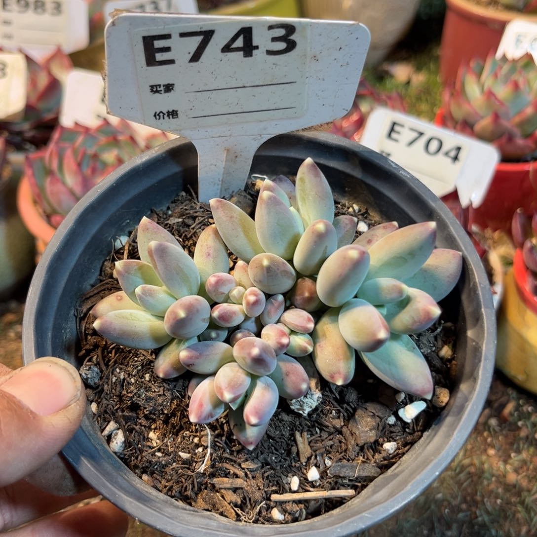 松果美人多肉植物743号