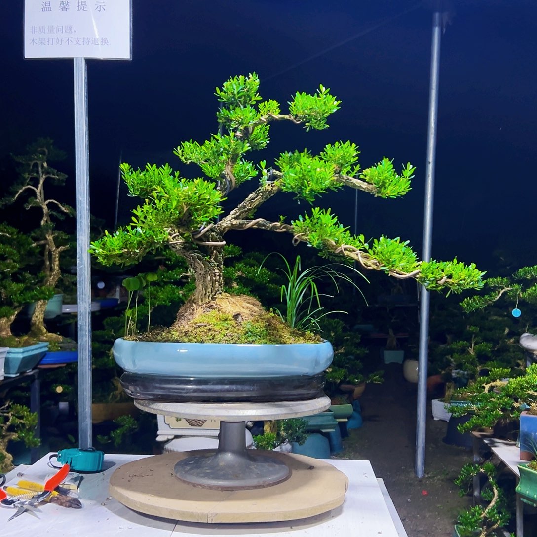 宁***亮无花朵黄杨木       