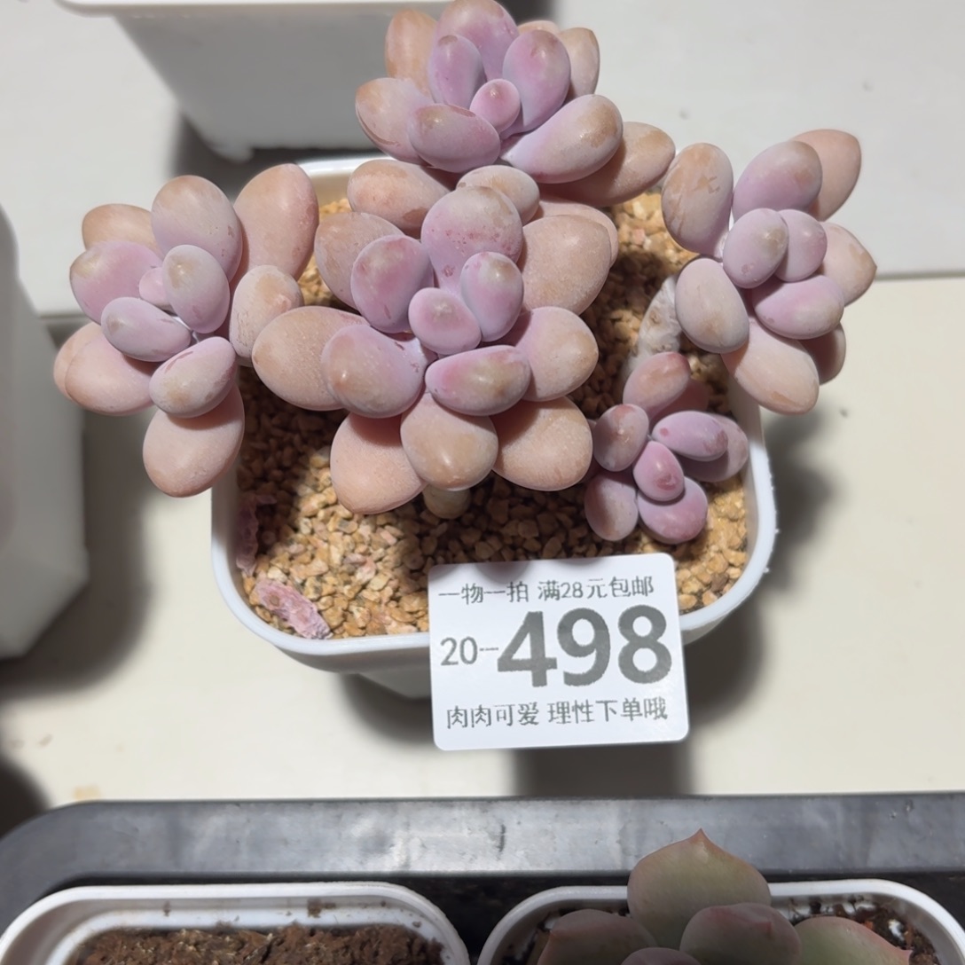 桃蛋无盆土发货无