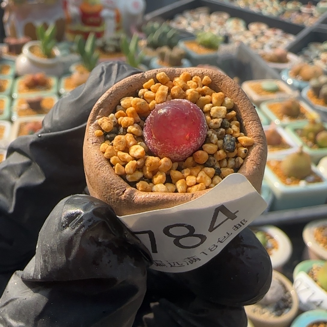 0784--一物一拍 带盆