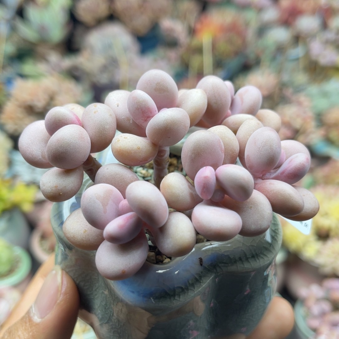 045 六头桃蛋  带盆土发货 满28包邮