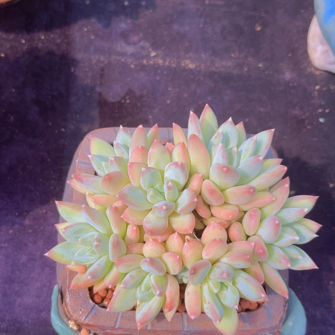 完全开放天使之翼多肉