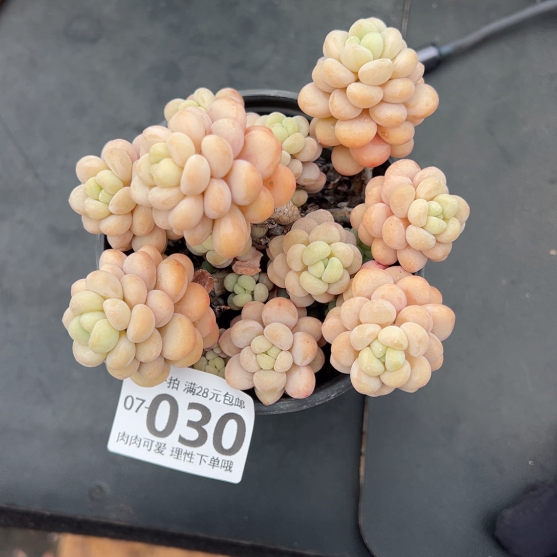 洛可可多肉多肉多肉多肉