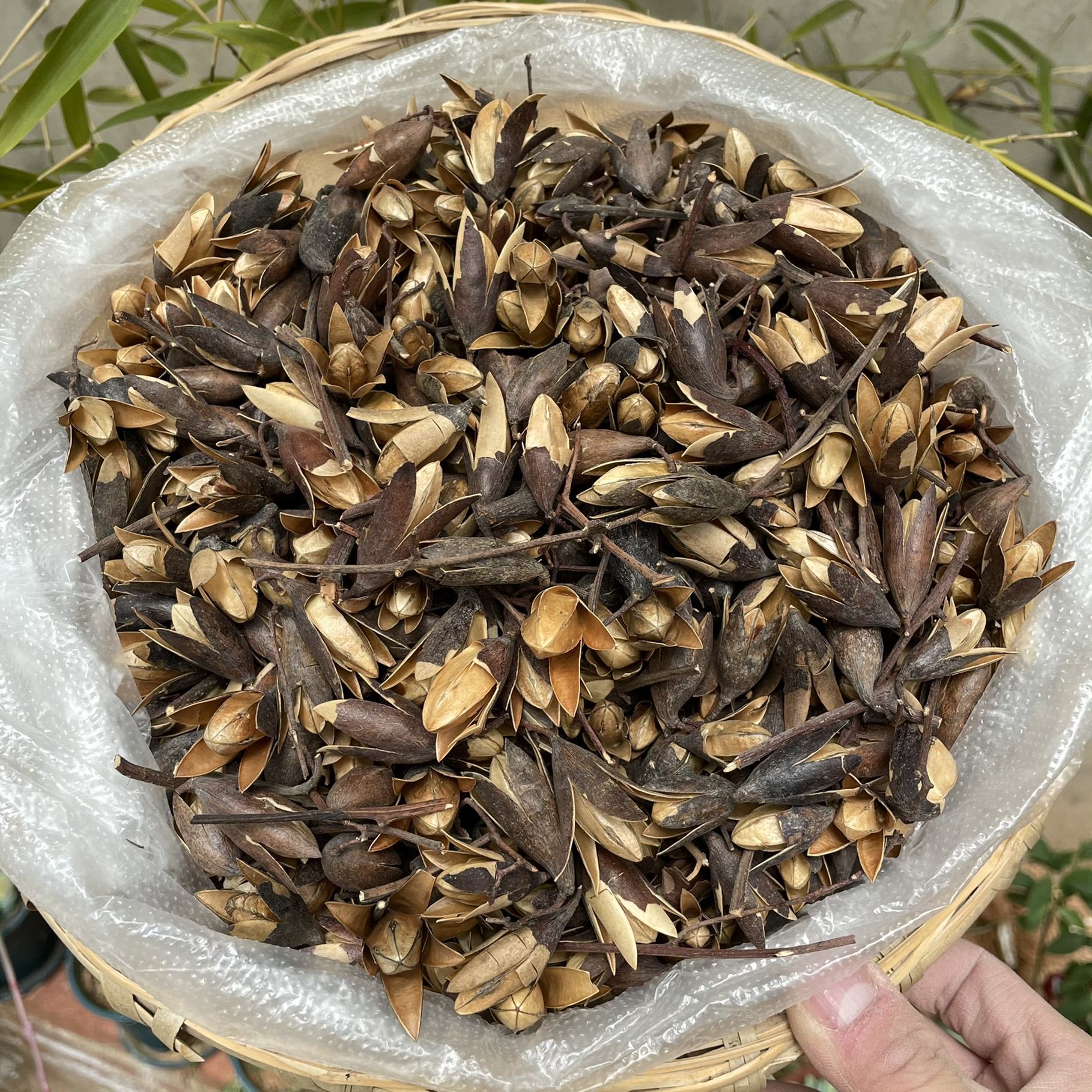 云南高山椿树花净重250克可搭配枸杞泡水