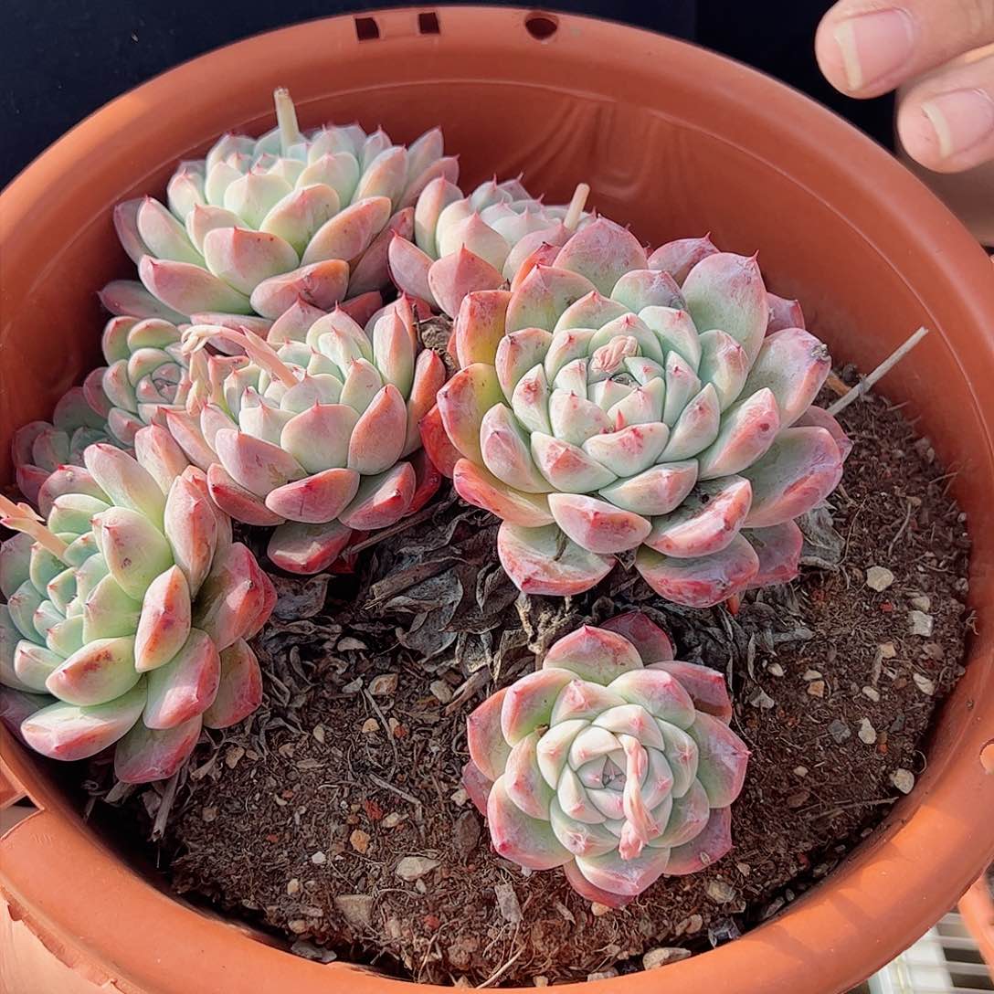 阿尔巴如梦令超级大盆八头起