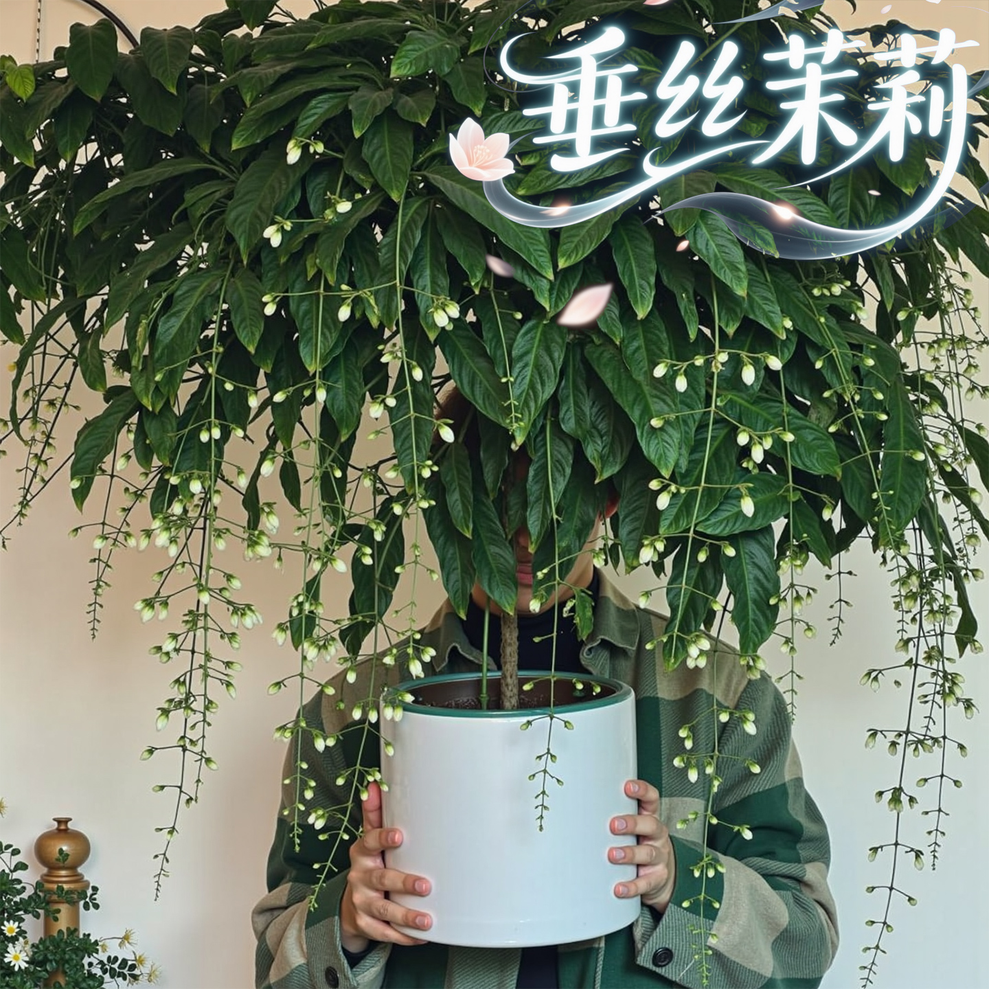 垂丝茉莉盆栽带花丝花苞发货阳台好养观花植物泰国多年生室内花卉