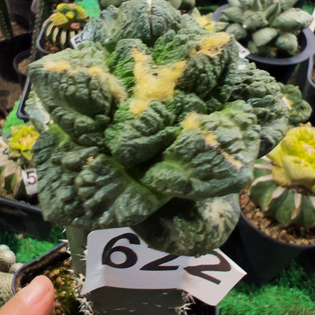 无花朵福利大尤龟甲连山牡丹622