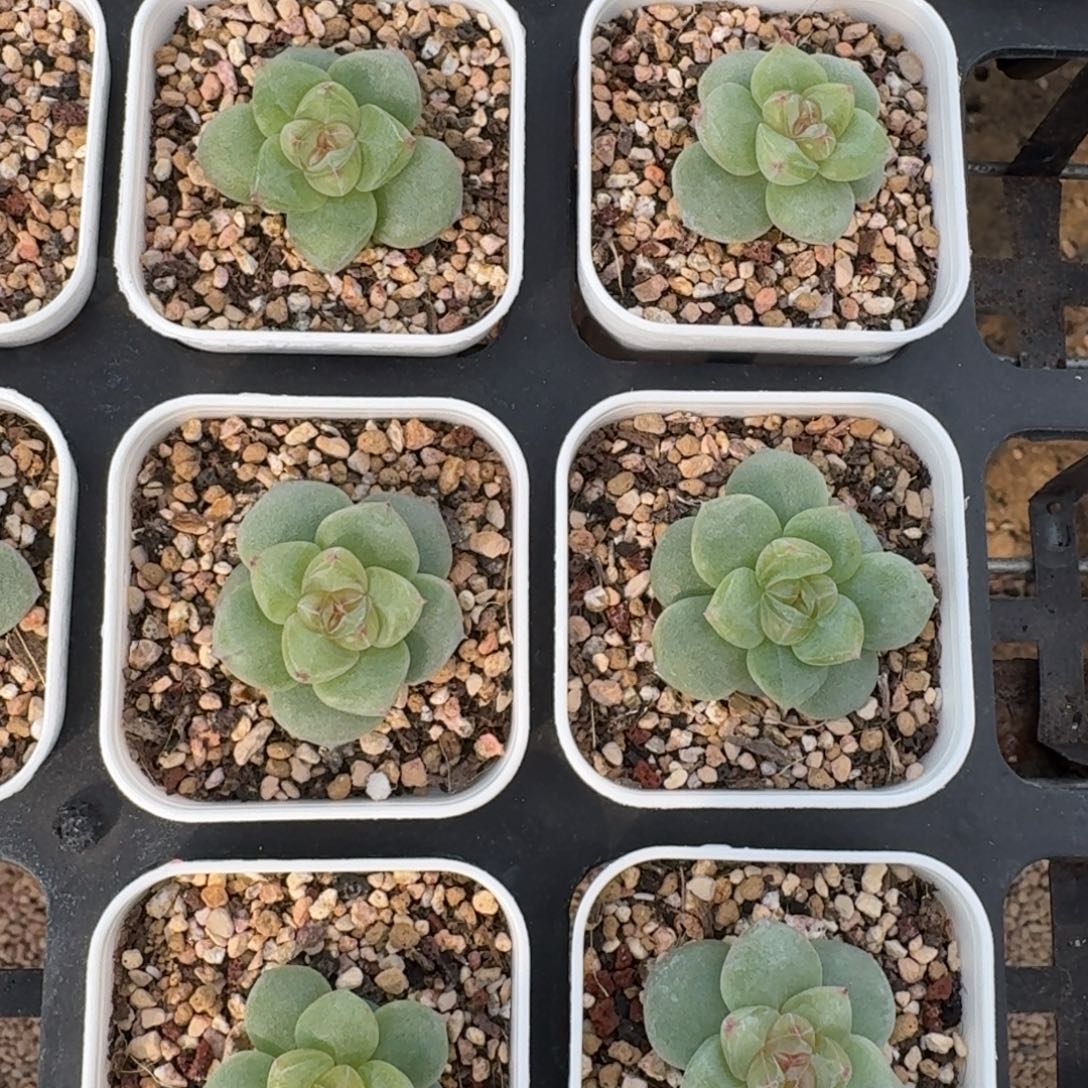 云芷云慢花坊量拍