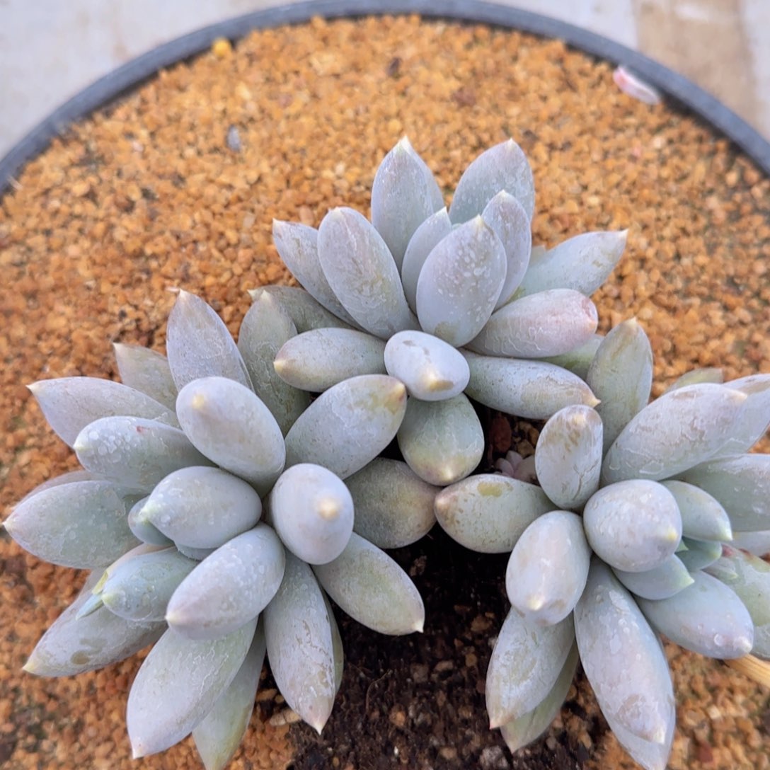 哥特萝莉多肉植物