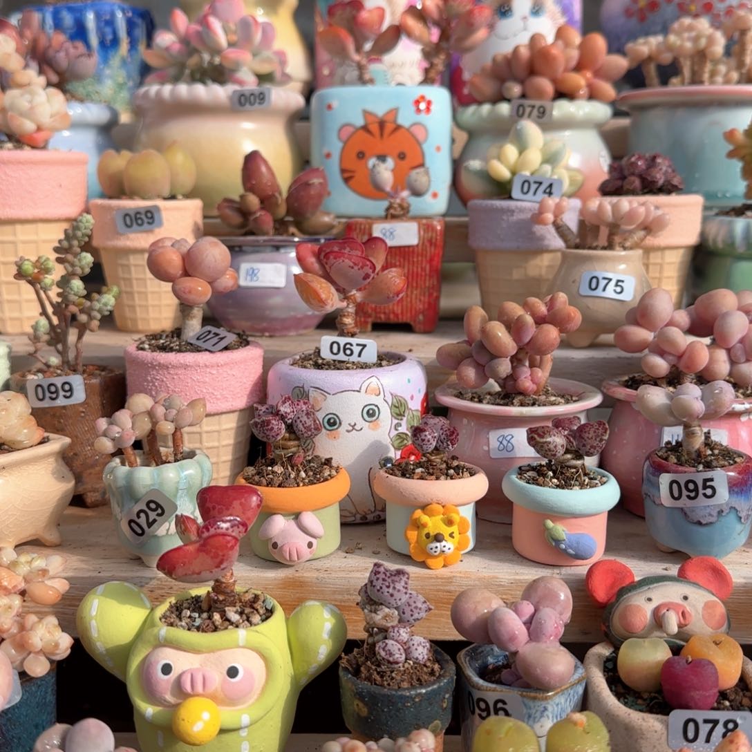 默认裸根发货 价格不含盆 带土土球需要备注