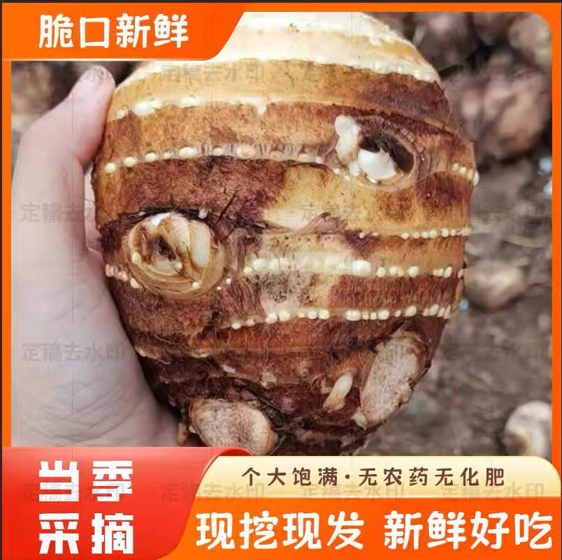 大芋头母子大芋头炖鸡炖排骨煲汤新鲜现挖个头大