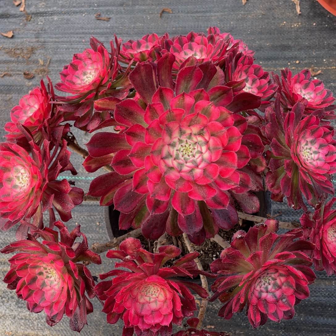 861红铜白精品法师多肉