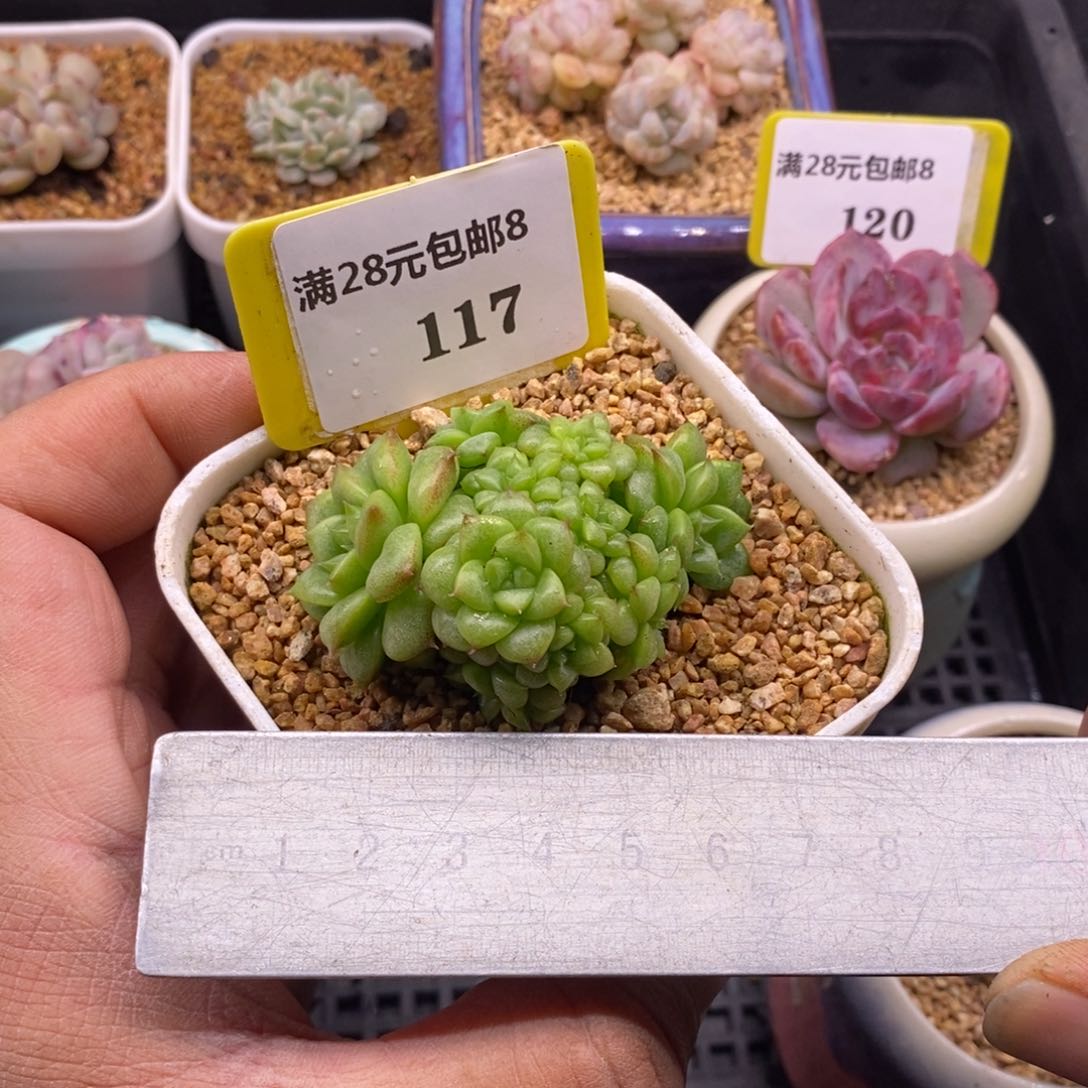 8117绿水鬼群，带盆发