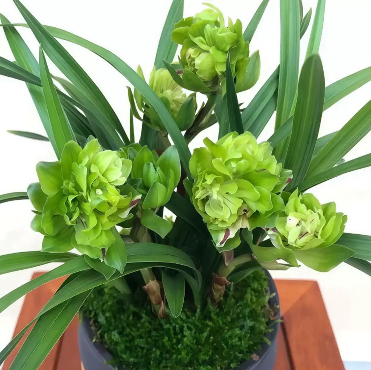 【九仙牡丹】正品春兰老种 重瓣奇花 开花大浓香花期长