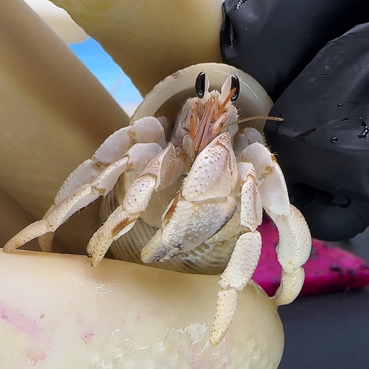 A9马岛灰白1.3cm口径