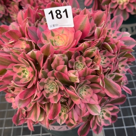 181粉女巫25厘米左右