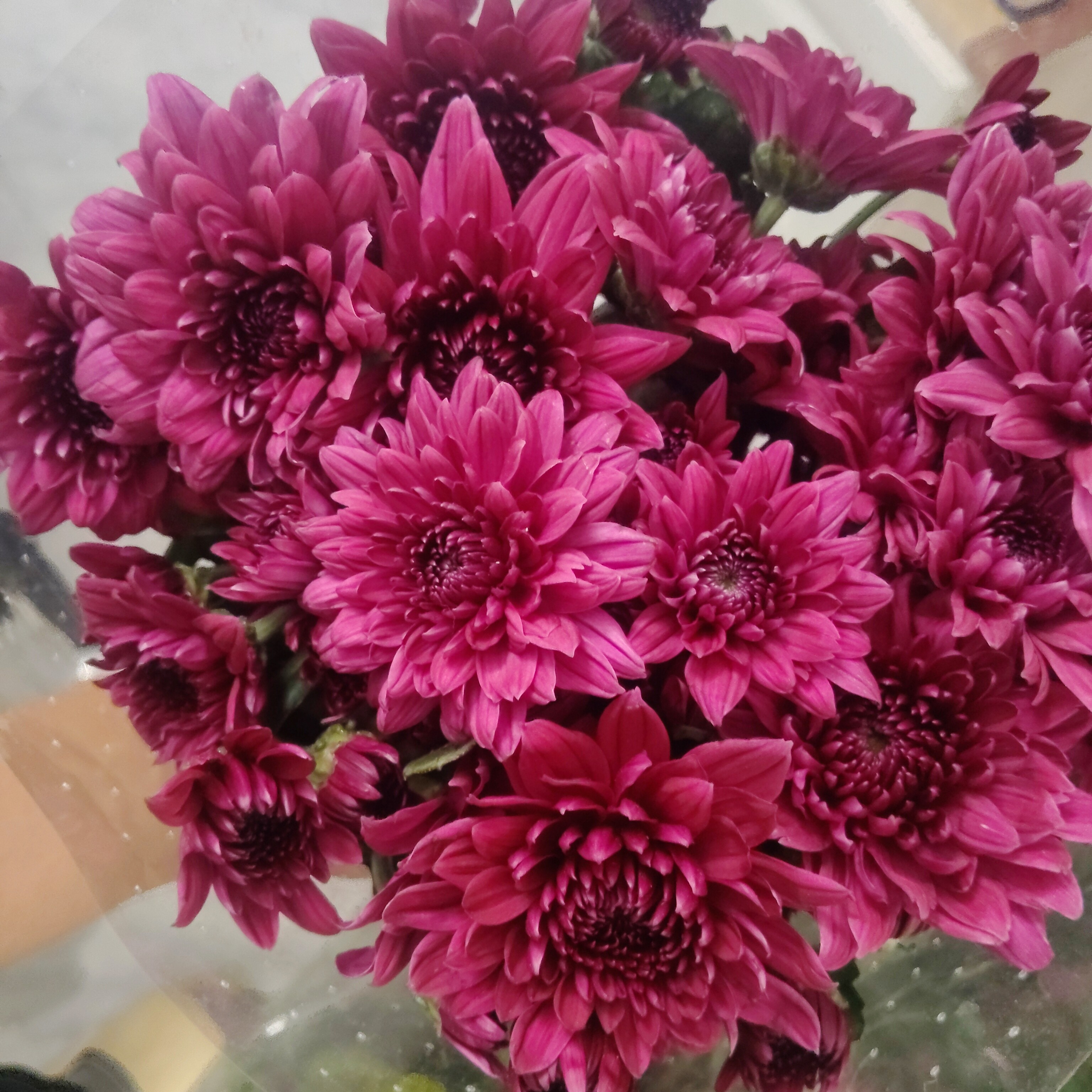 紫丹特小雏菊产地直发