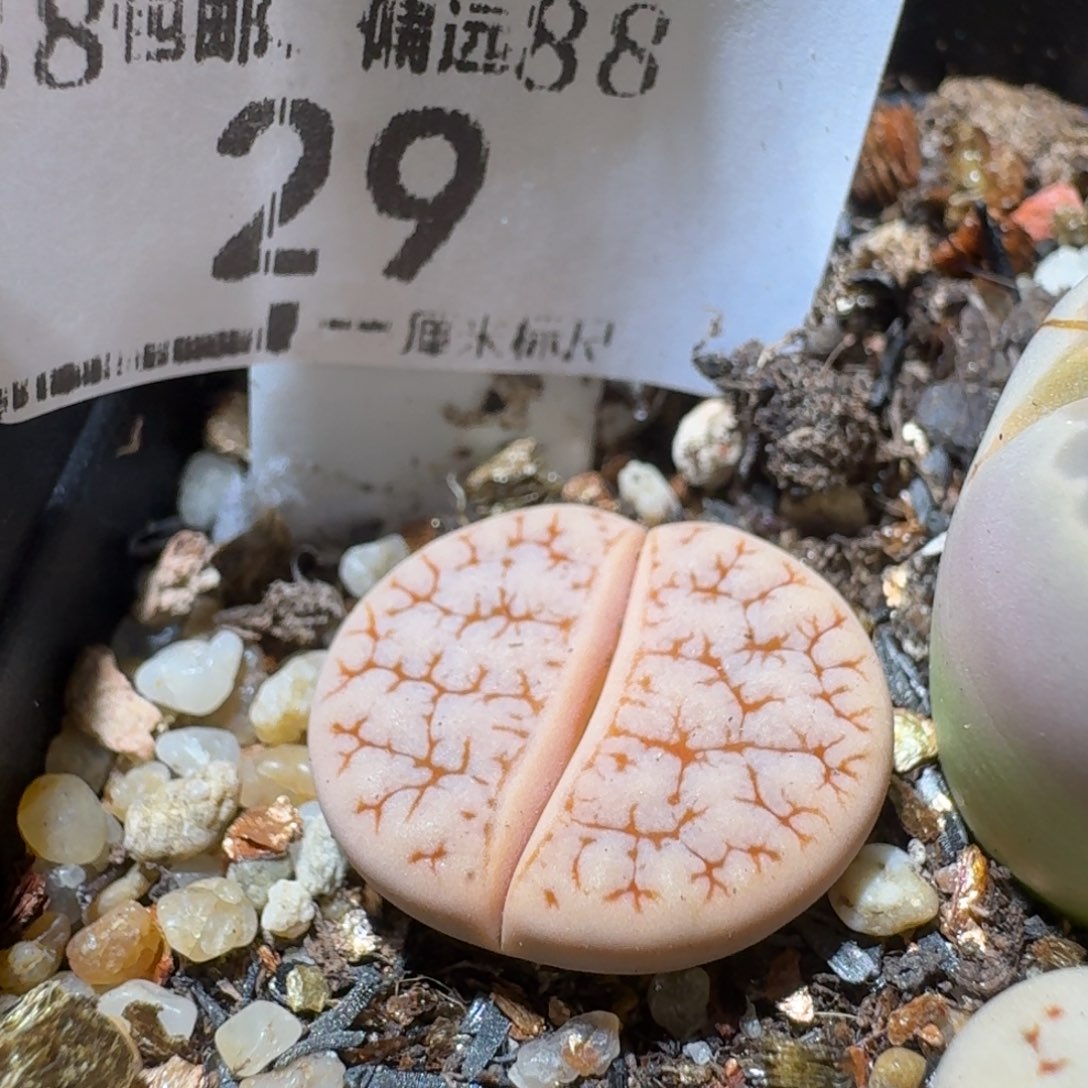Sss精品便宜了29荒