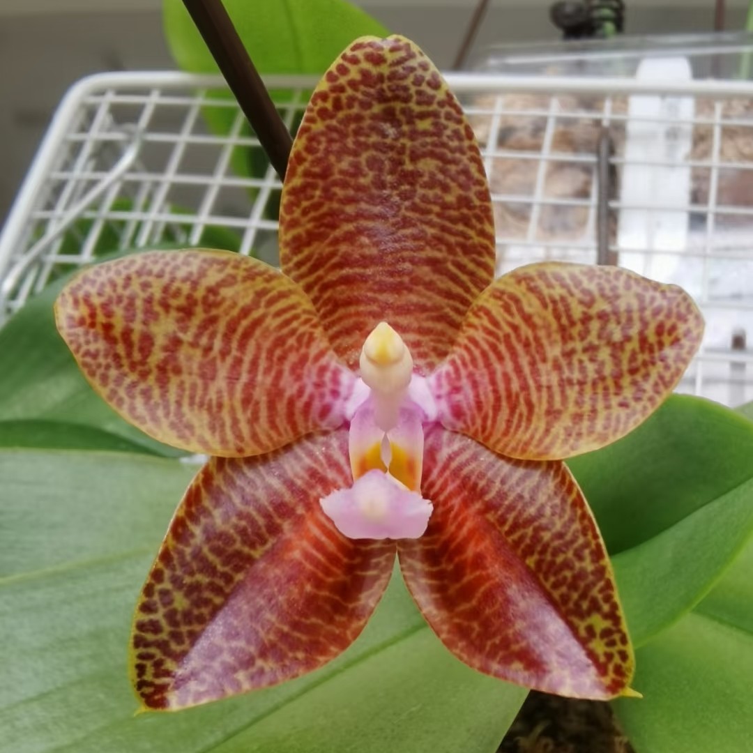 《蝴蝶兰象耳》2.8寸杯带班文的带花发货花期长