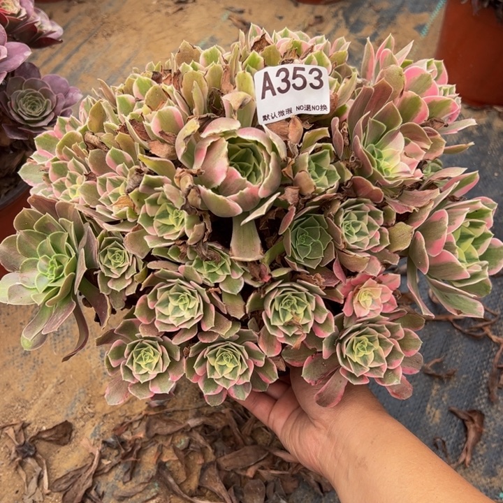 小微瑕女妖多肉植物353.