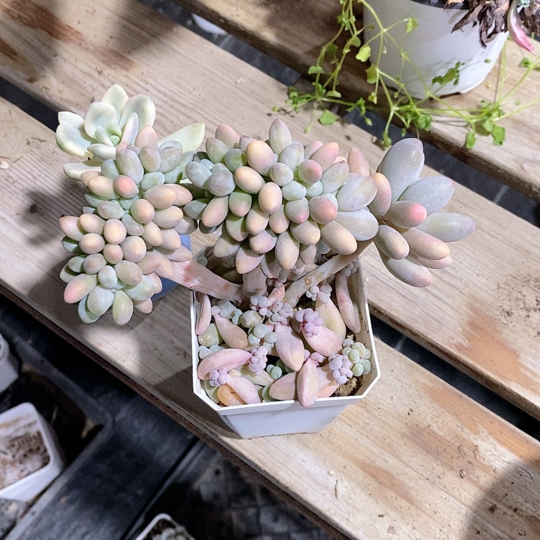 阿***事汤圆缀多肉植物老桩