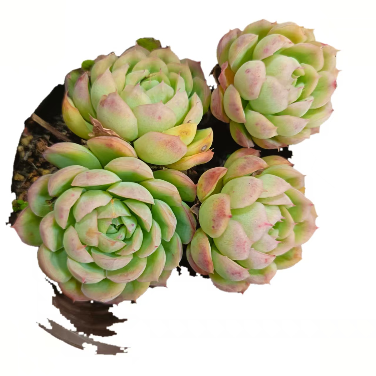 粉月影(拼满15元包邮)室内盆栽 净化绿植盆栽大棚多肉