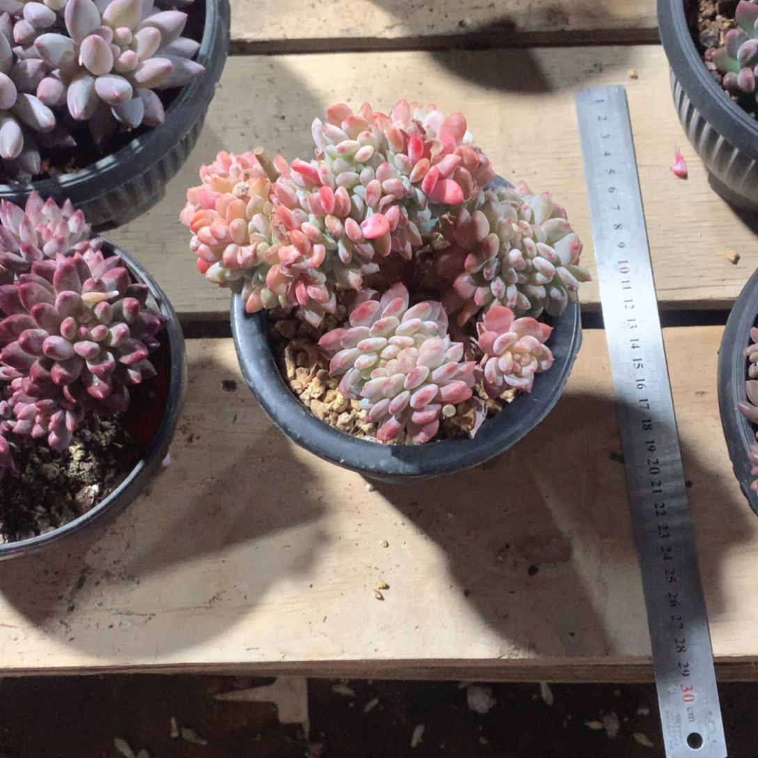 多肉植物粉珍妮38