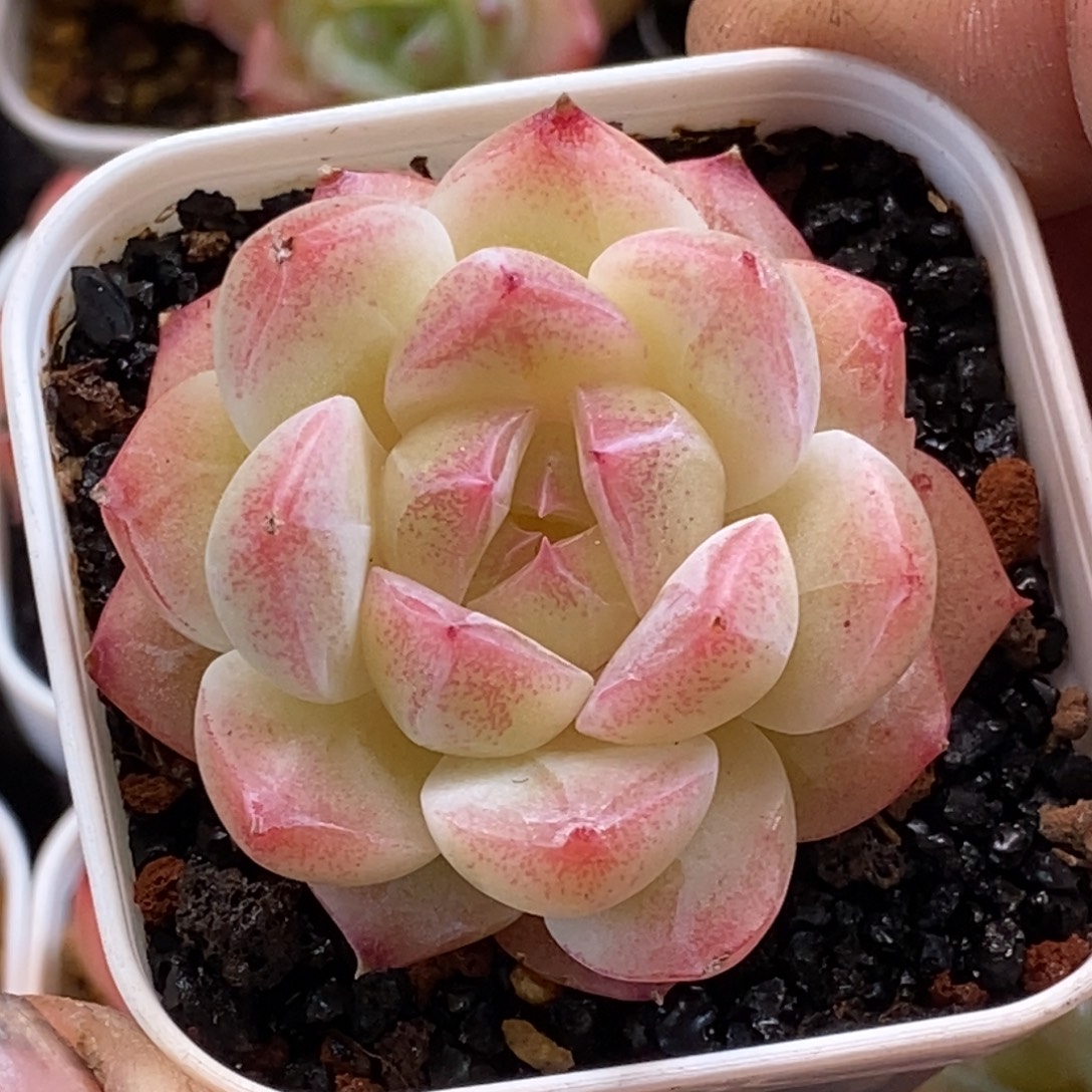 天官赐福百无禁忌