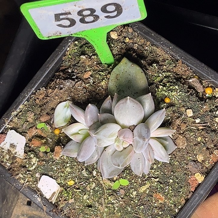 多肉植物邀月美人589