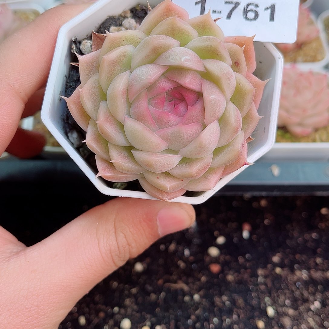 1-761 新疆西藏内蒙不发12.8包邮2-3公分多肉