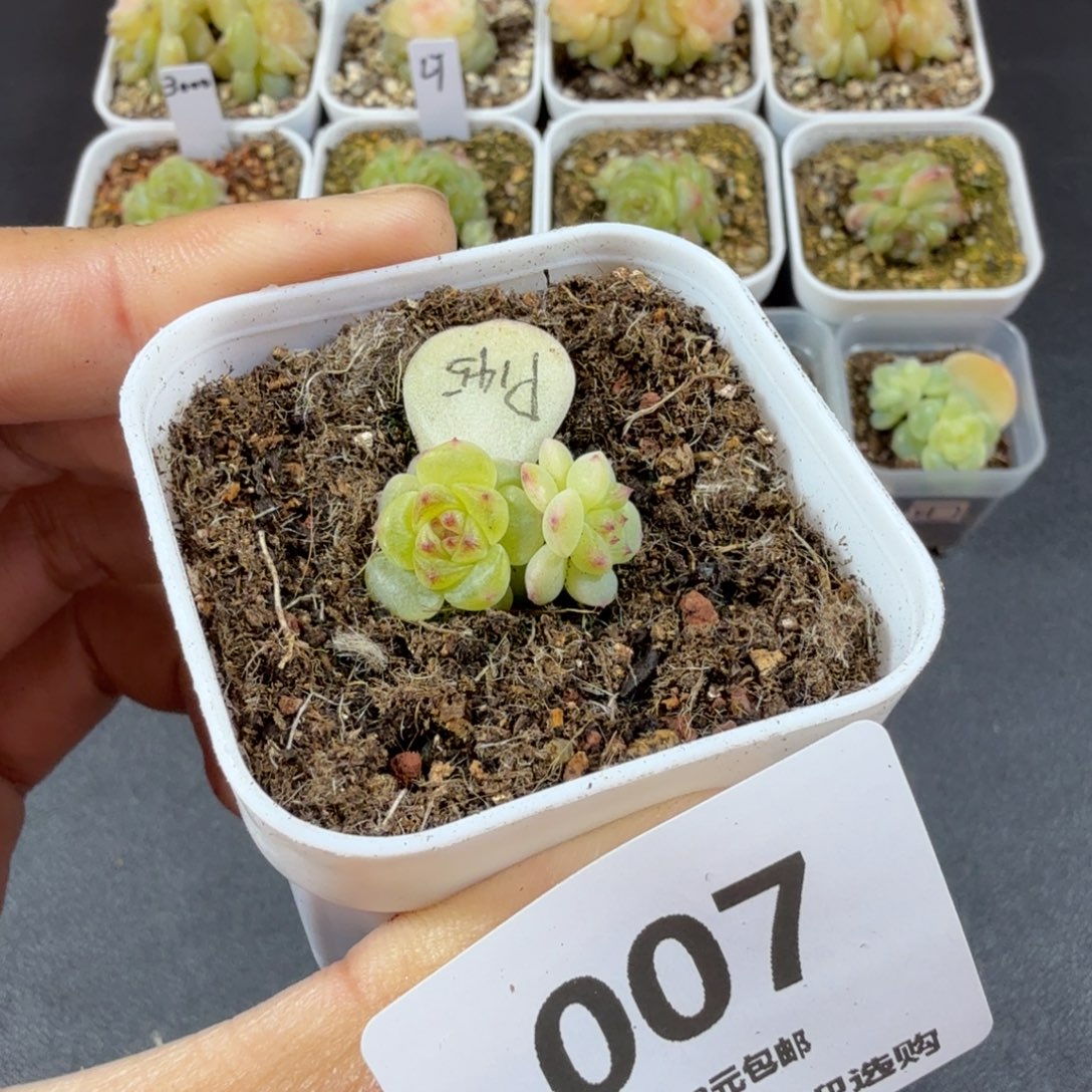 甜心145双头一物一拍007