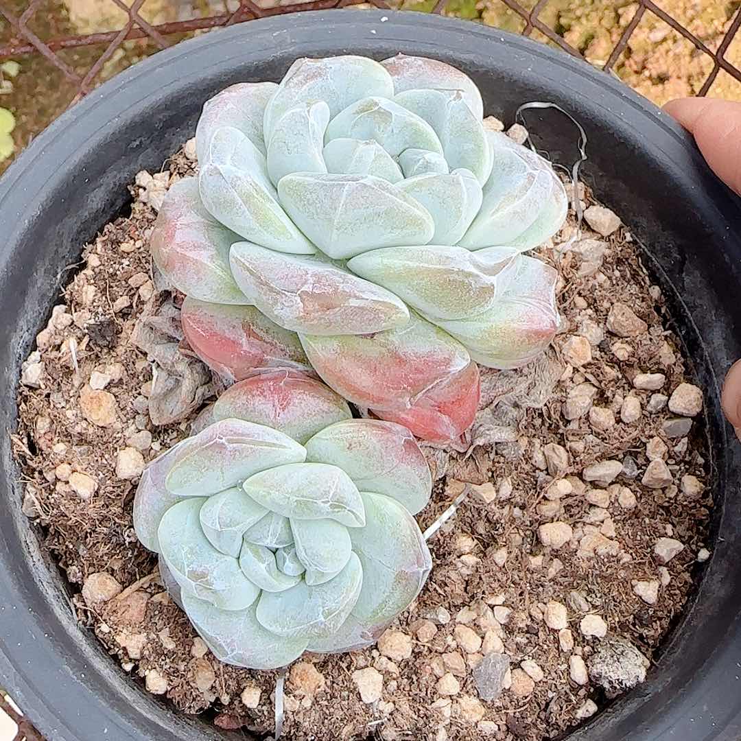 【闪购商品】0707-39冰玉