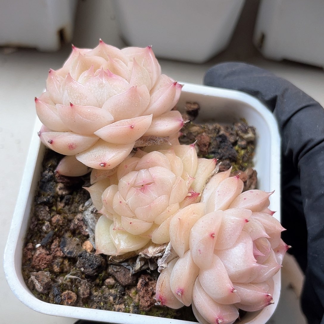 优选5号女王福利446