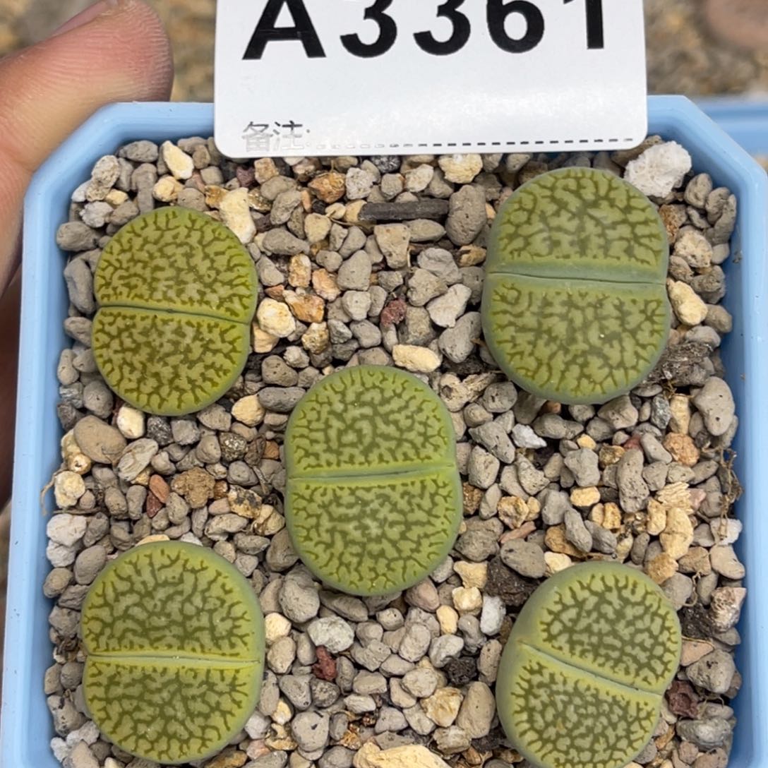 3361绿富贵5颗尺寸2.0