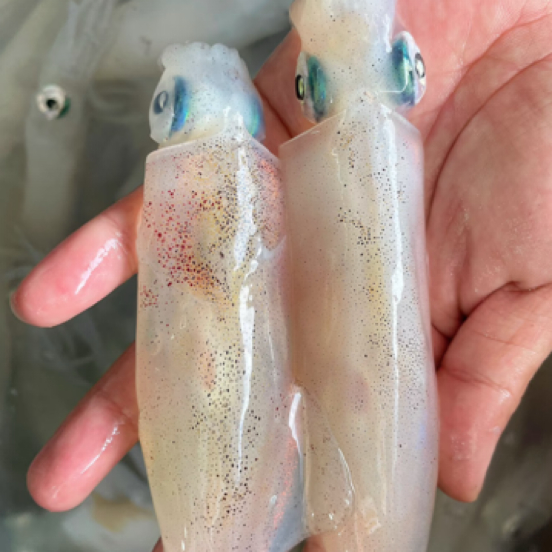 新鲜小管鱿鱼一口鱿灯光鱿鱼500g白灼神器