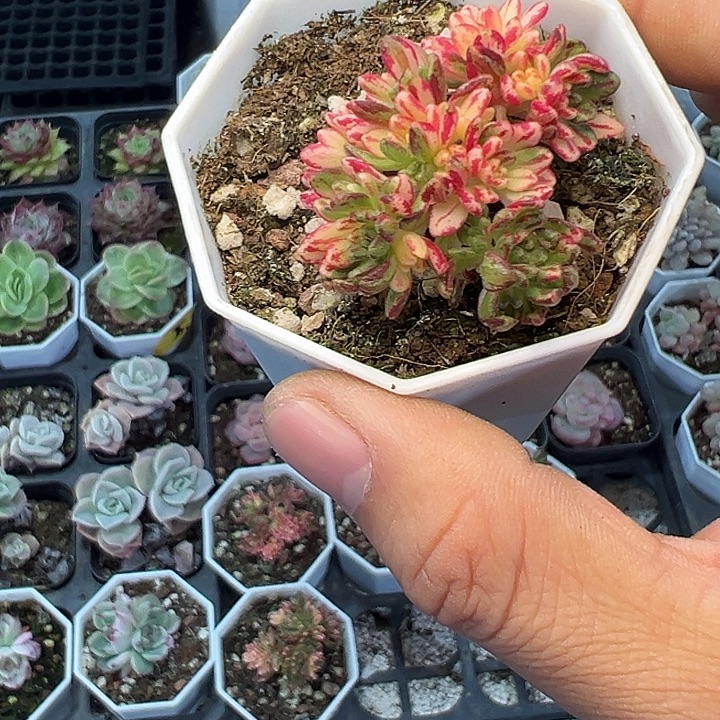 小人祭锦 满10颗包邮