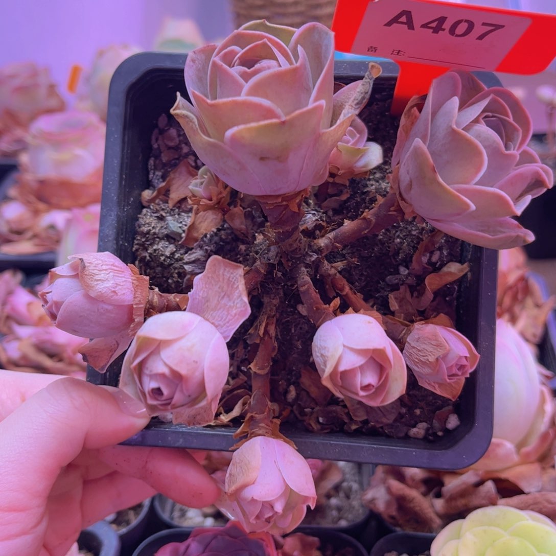 A407 罗拉公主 一物一拍