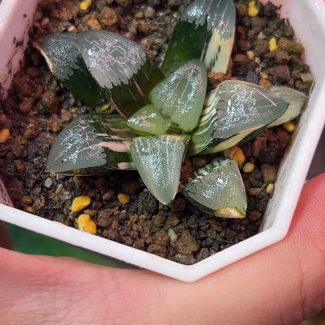 和田克锦十二卷多肉植物满