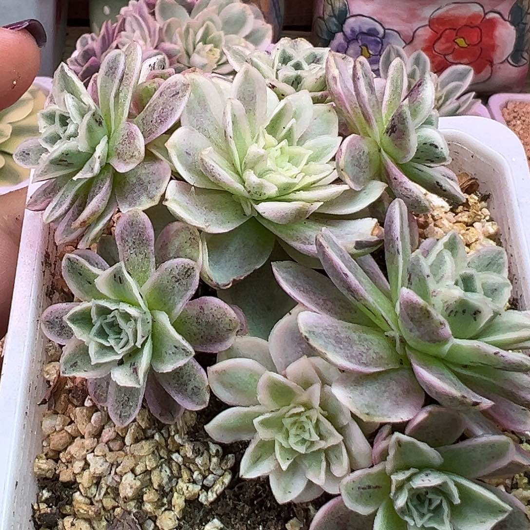 山地玫瑰锦秋夕1430号