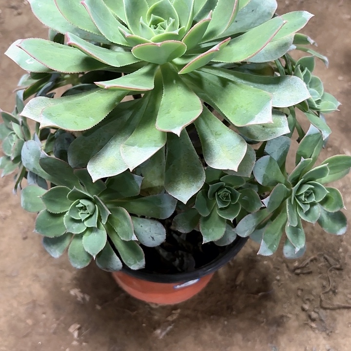 多肉植物翡翠橙76