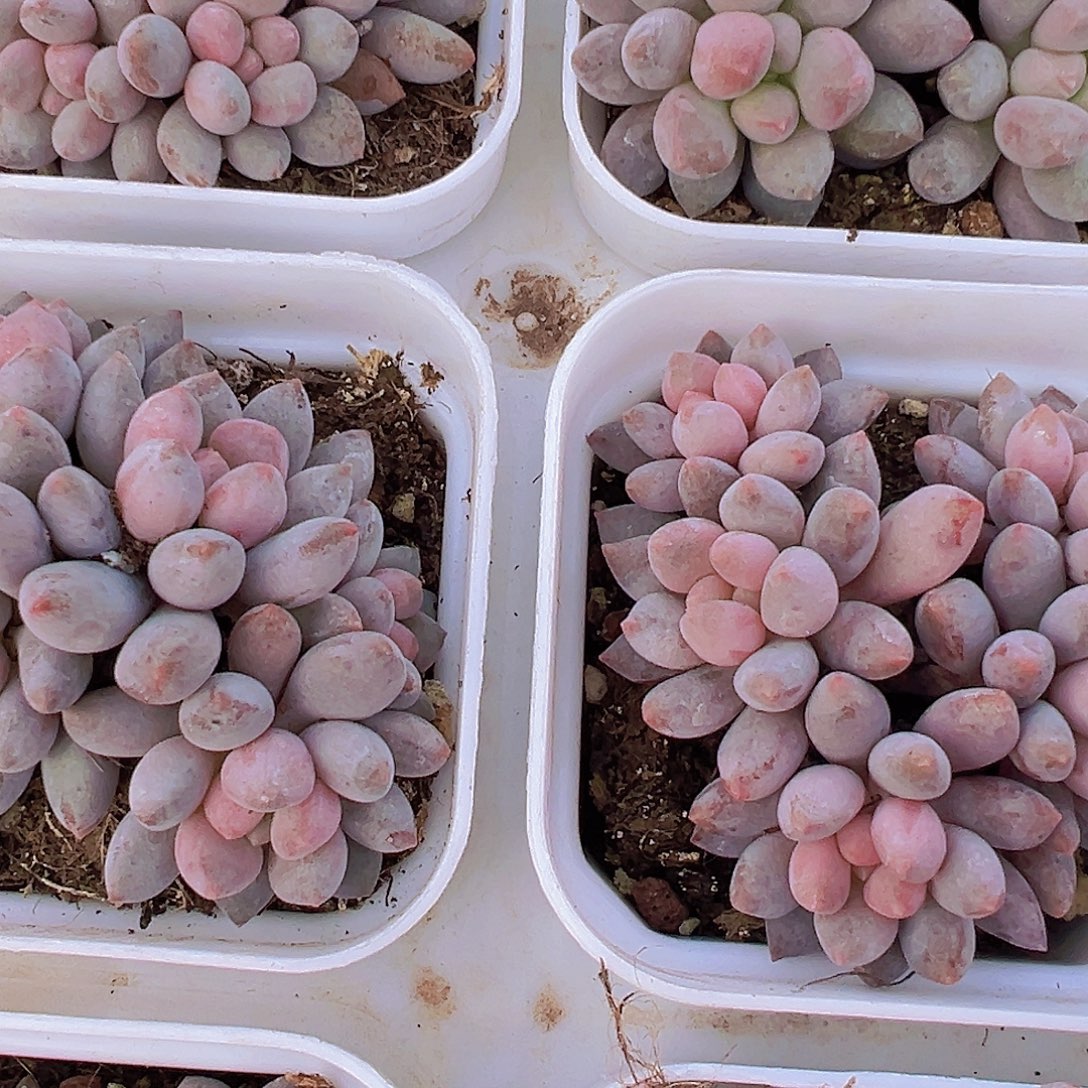 蓝舌美人5头起多肉植物