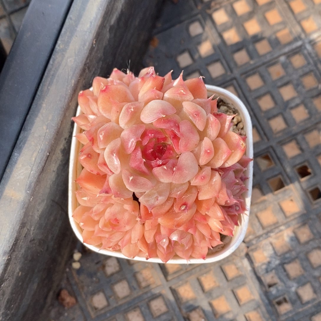 精品多肉一物一折不包整611