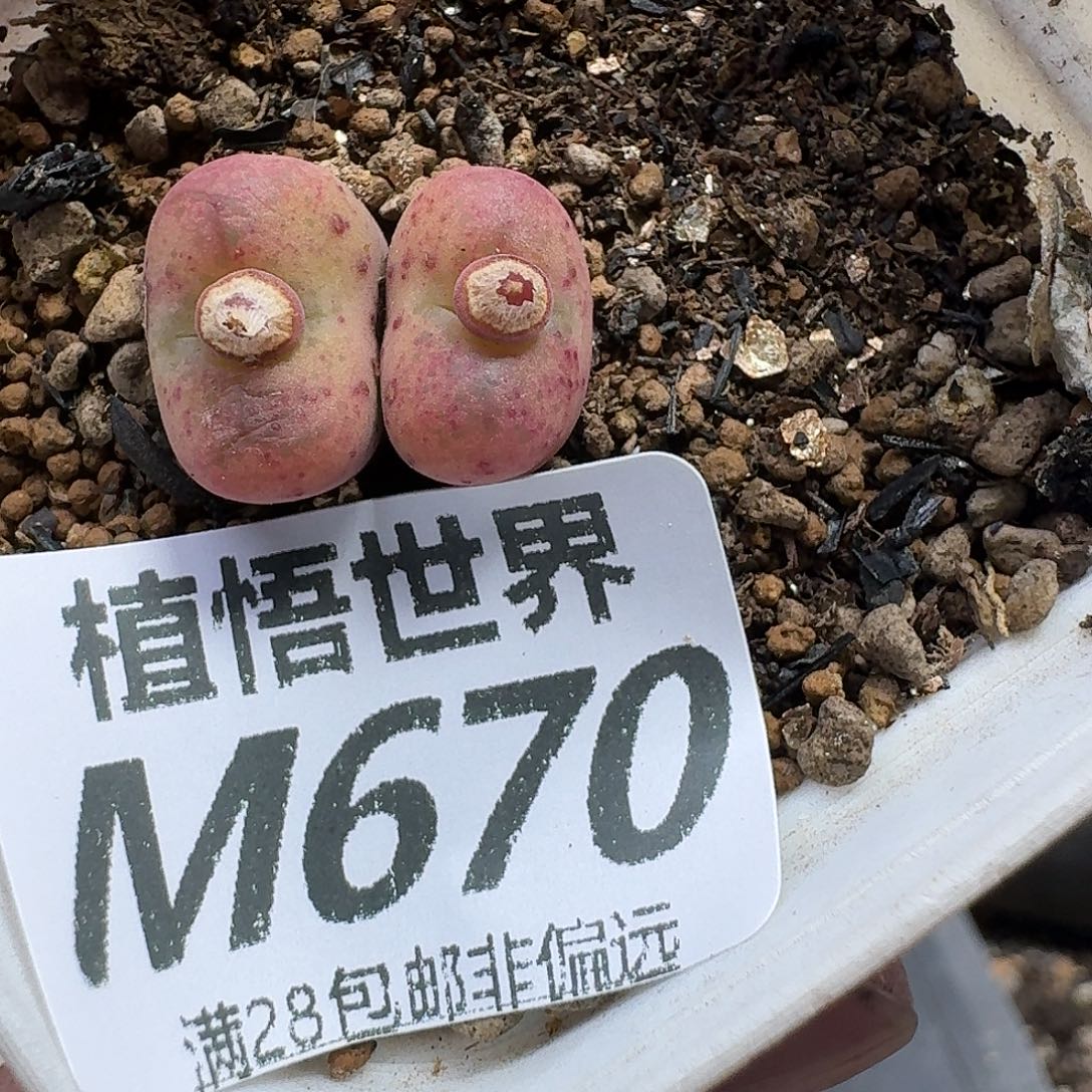 多肉植物的人生fbb